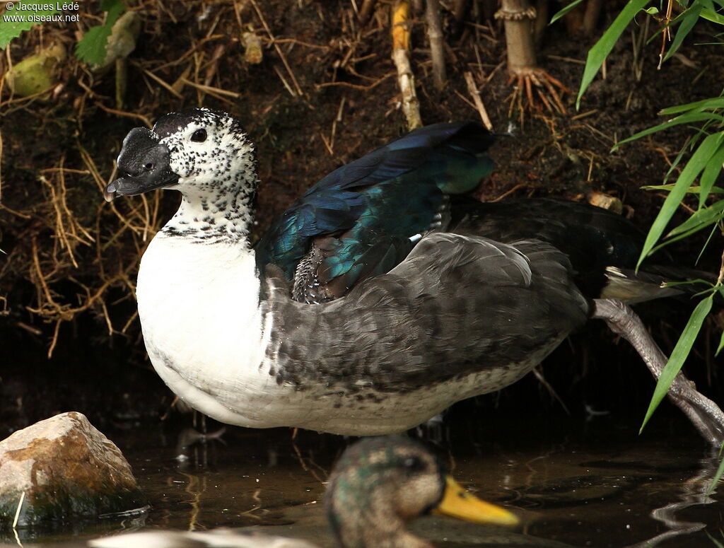 Knob-billed Duck