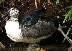 Canard à bosse