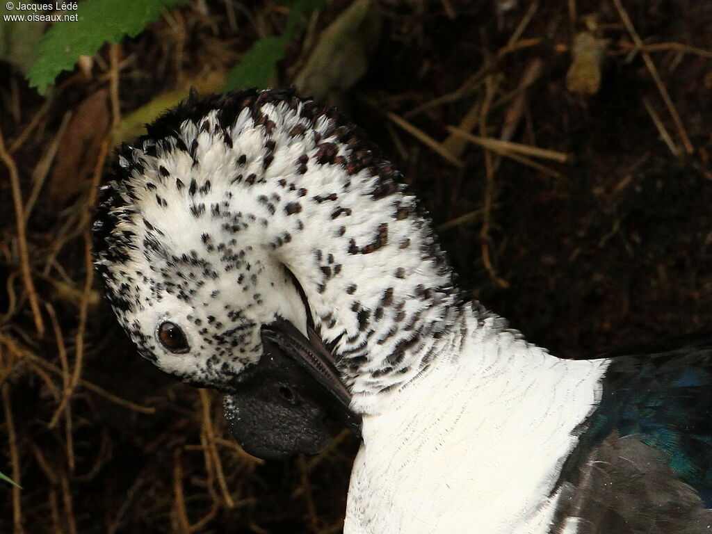 Knob-billed Duck