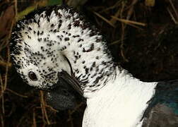 Knob-billed Duck