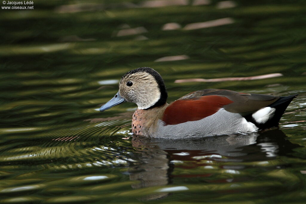 Canard à collier noir