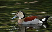 Canard à collier noir