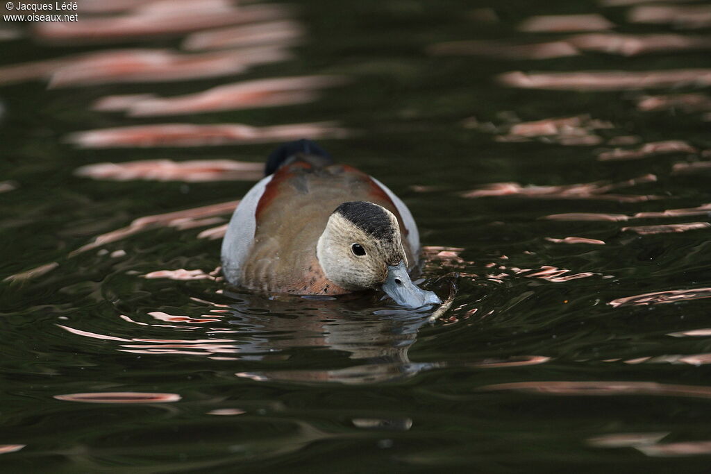 Ringed Teal