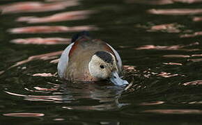 Ringed Teal