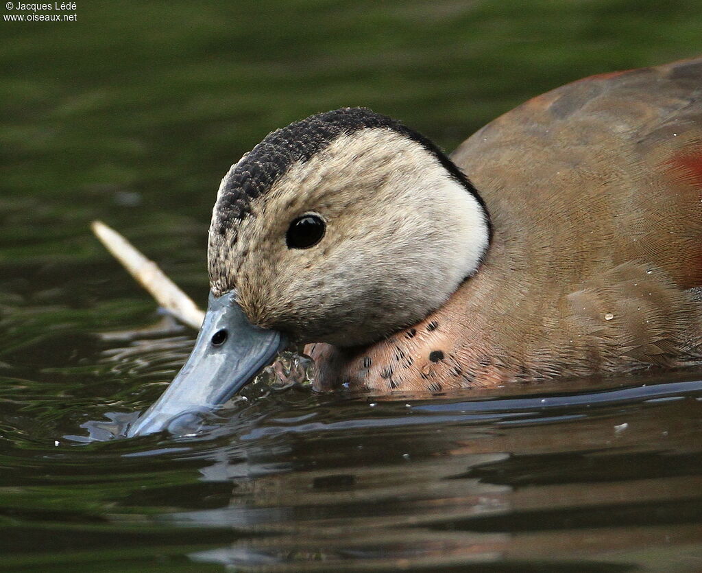 Canard à collier noir