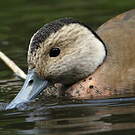 Canard à collier noir