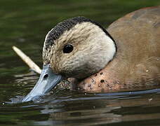 Ringed Teal