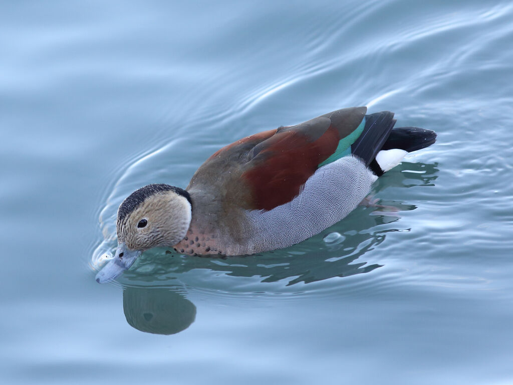 Ringed Teal