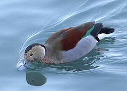 Canard à collier noir