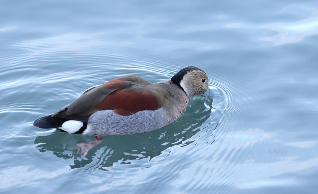 Canard à collier noir