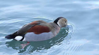 Ringed Teal