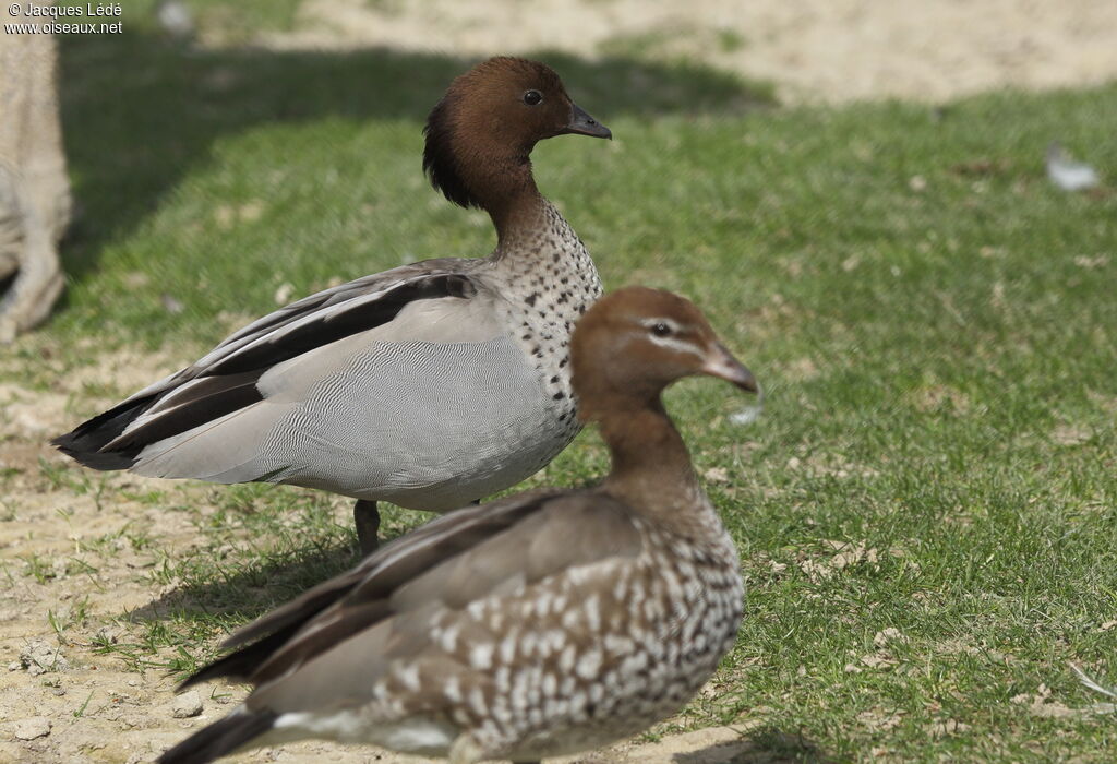 Canard à crinière