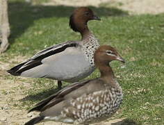 Canard à crinière