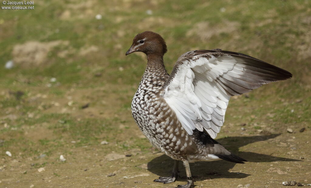 Canard à crinière