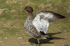 Canard à crinière