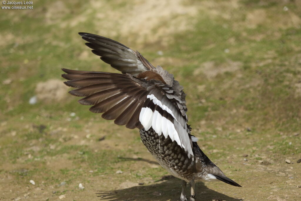 Canard à crinière