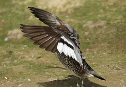 Canard à crinière