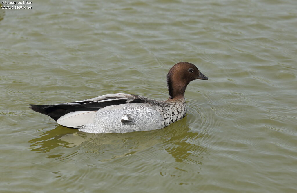 Canard à crinière