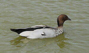 Canard à crinière