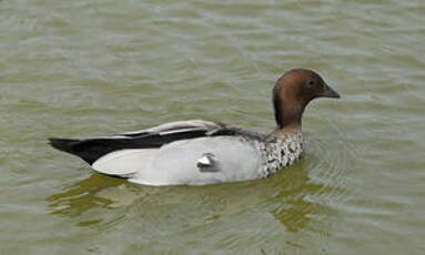 Canard à crinière