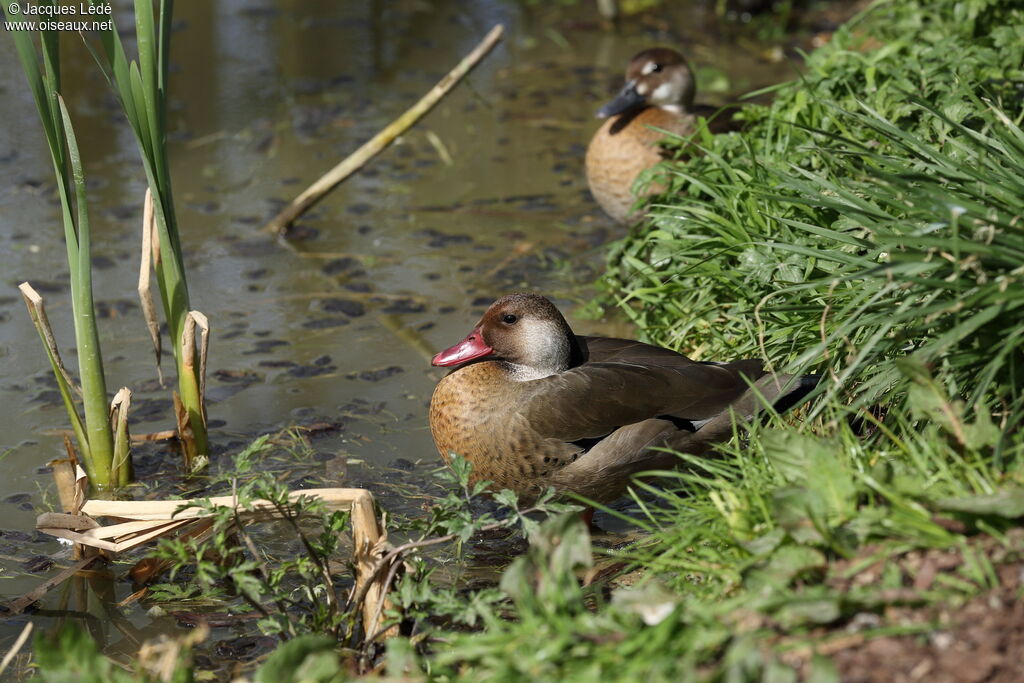 Canard amazonette