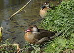 Canard amazonette