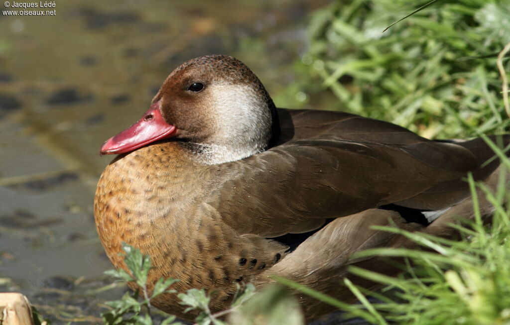 Brazilian Teal