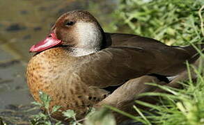 Brazilian Teal