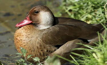 Canard amazonette