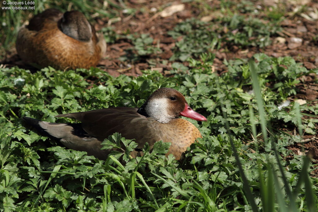 Brazilian Teal