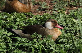 Canard amazonette