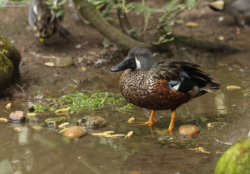 Australasian Shoveler