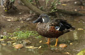 Australasian Shoveler