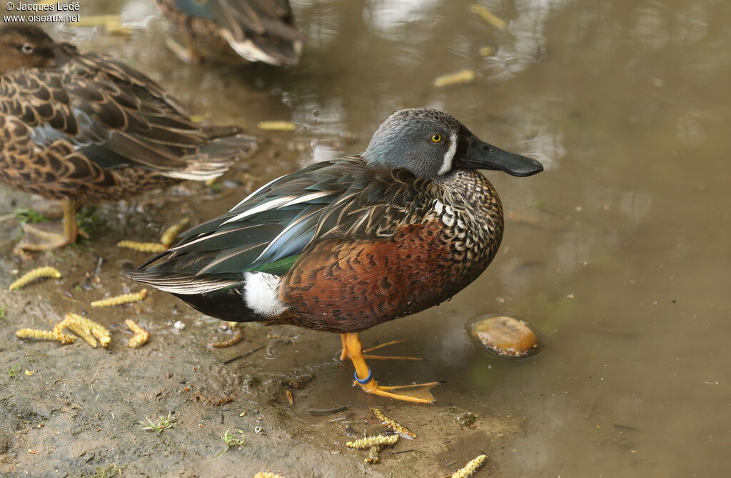 Canard bridé