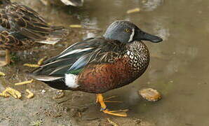 Canard bridé