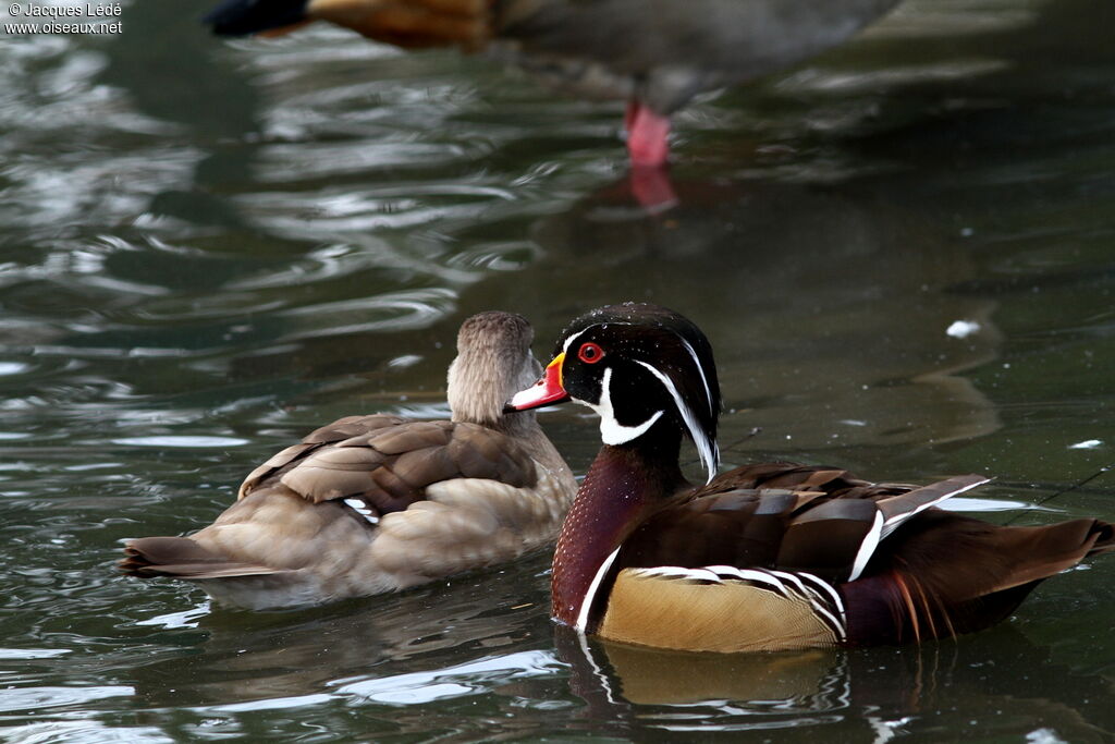 Canard carolin