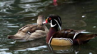 Wood Duck