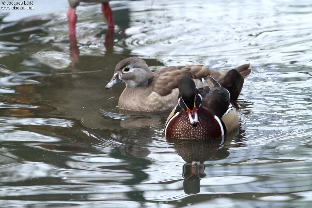 Wood Duck