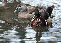 Wood Duck