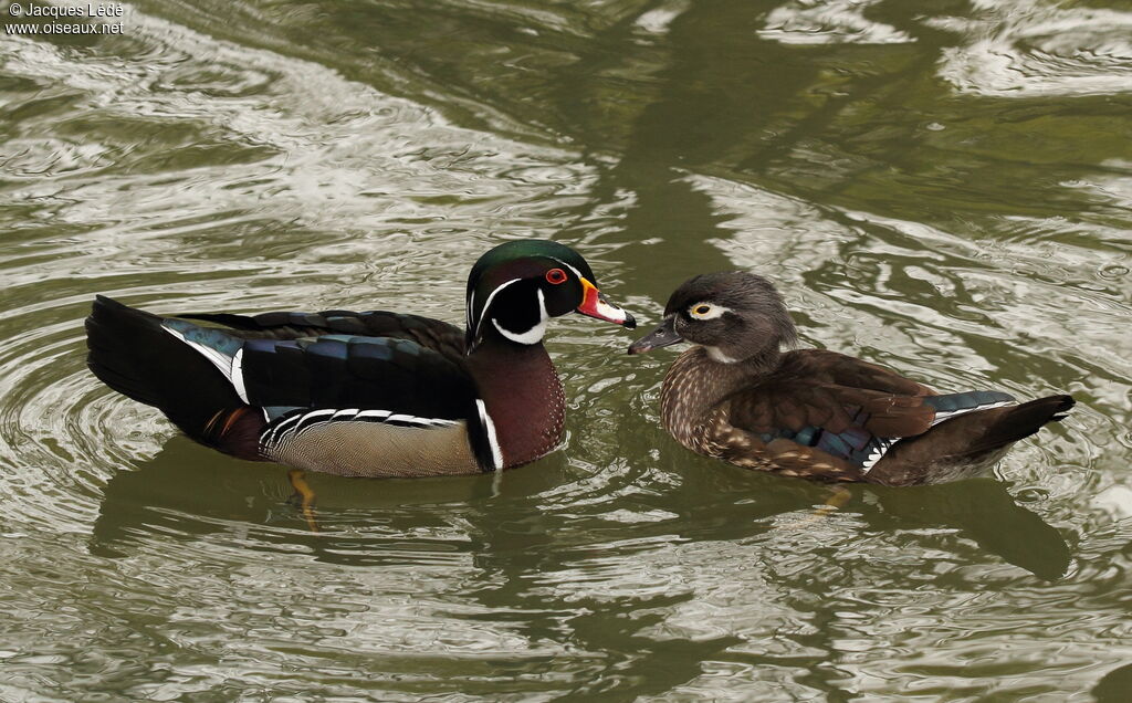 Canard carolin