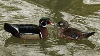 Canard carolin