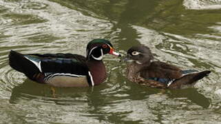 Wood Duck