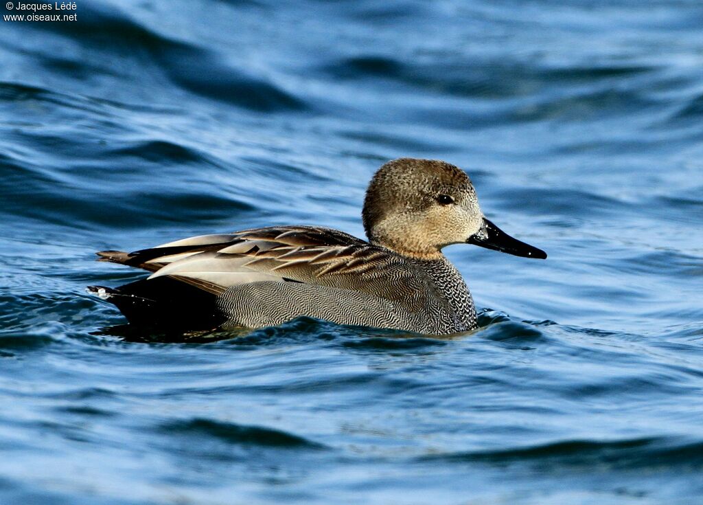 Canard chipeau