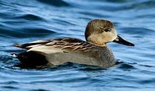 Gadwall