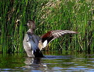 Canard chipeau