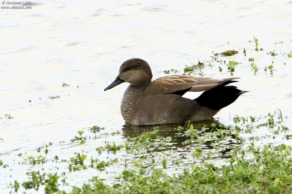 Canard chipeau