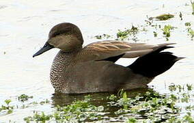 Gadwall