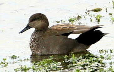 Canard chipeau