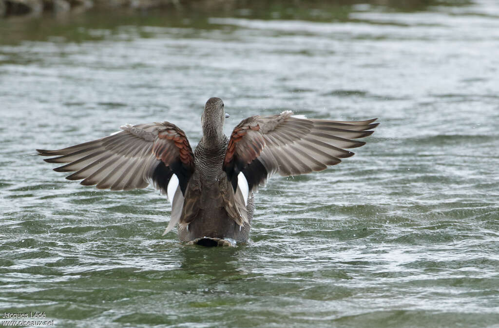 Gadwall male adult, aspect, pigmentation