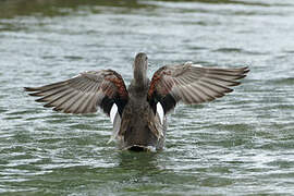 Canard chipeau